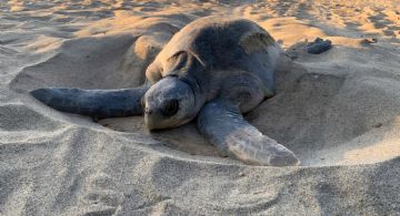 OAXACA da la bienvenida a la primera arribada de la tortuga marina 2026-2027; Profepa protegerá nido