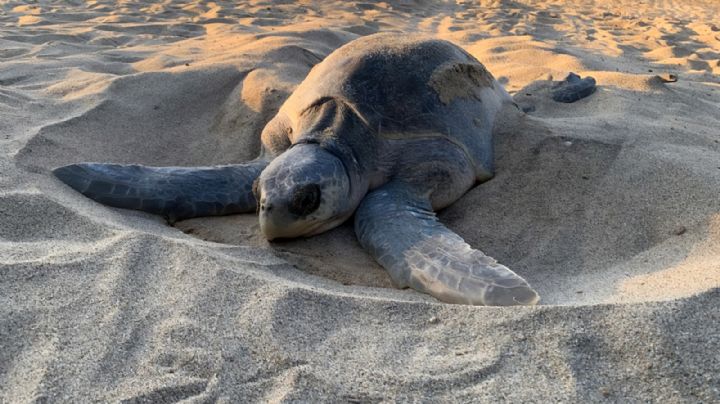 OAXACA da la bienvenida a la primera arribada de la tortuga marina 2026-2027; Profepa protegerá nidos 