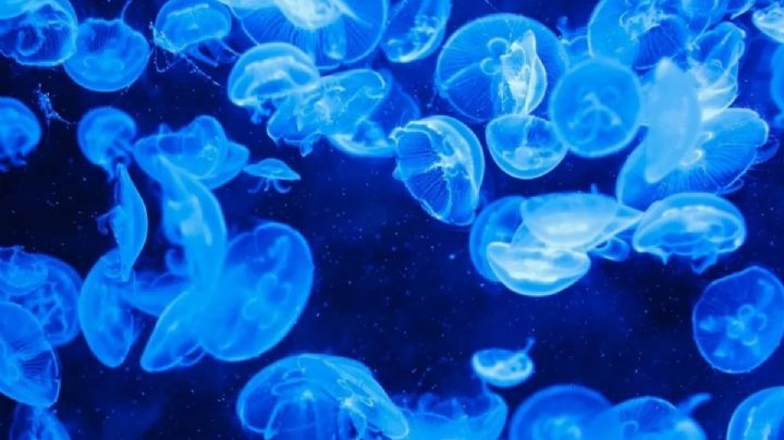 Alfombra de medusas sorprende a bañistas en playas de OAXACA; ¿Qué debes hacer si tienes contacto accidental con una de ellas?
