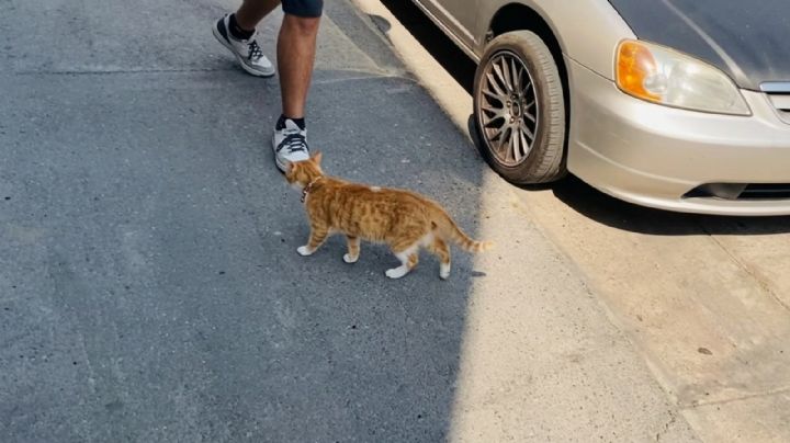 Captan agresión contra gato "Tripita" en OAXACA de Juárez; FGEO inicia investigación por crueldad animal