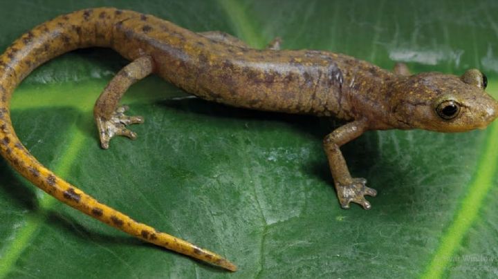 Tres nuevas especies de salamandra son descubiertas en el Bosque de Niebla en OAXACA: ¡Son únicas en México!