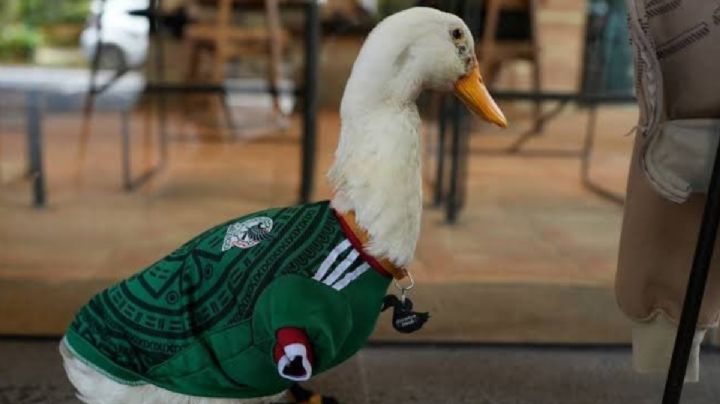 El pato Merlin es la sensación del Mundial en México, así se convirtió en la mascota no oficial