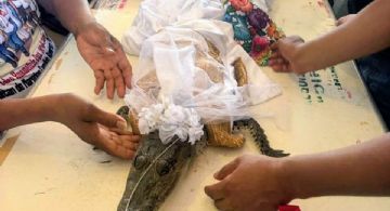 Alcalde de San Pedro Huamelula, OAXACA, se casa con "princesa lagarto" en ancestral ritual